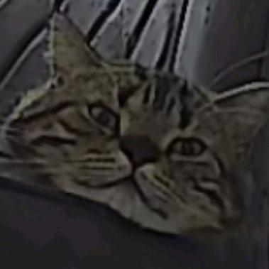 真烦