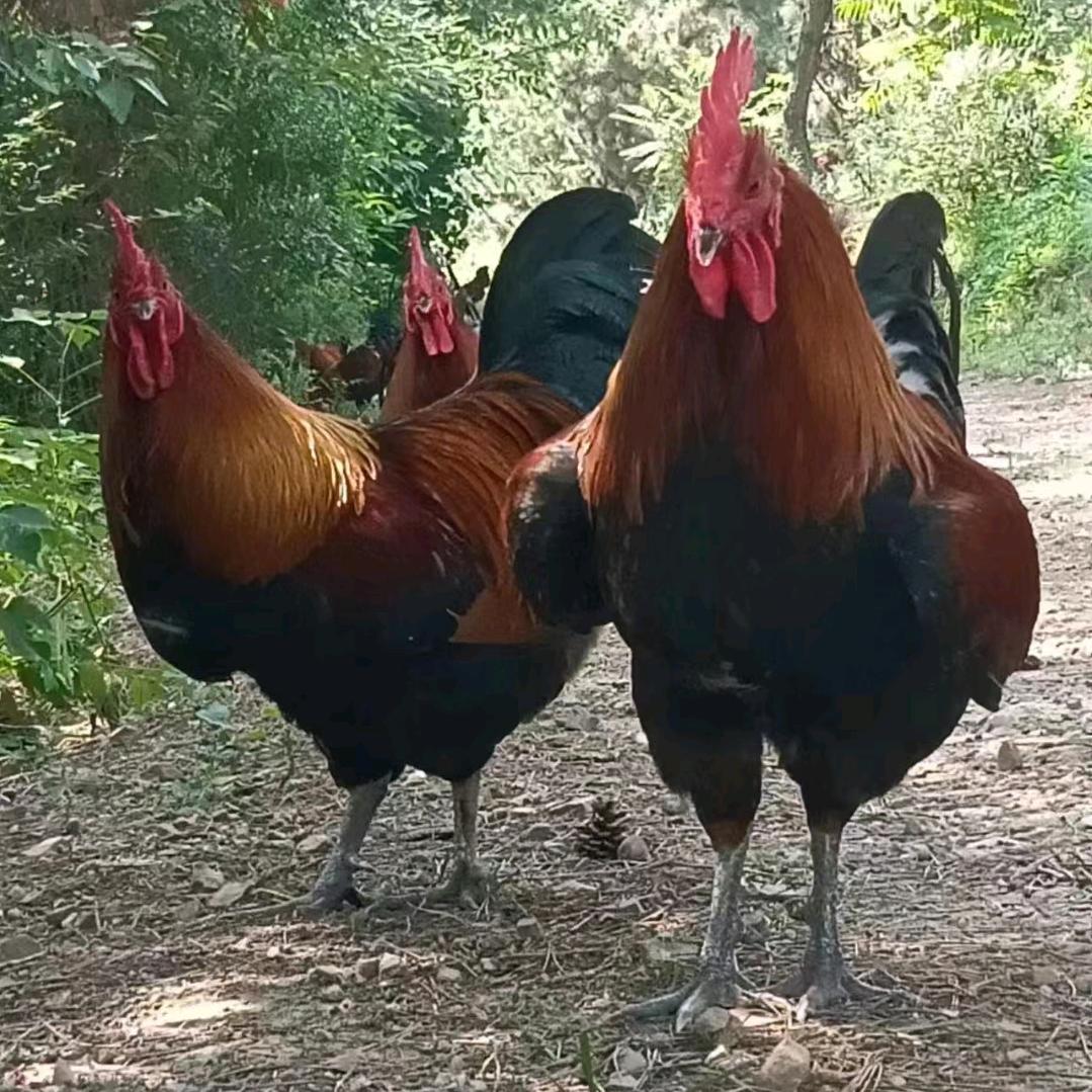 大山里的雄鹰展翅飞翔，高进。