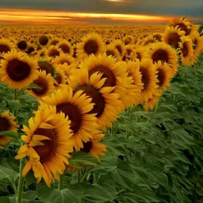 @˃̶̤́ 冷§动的ಡωಡ沉默*•̀ᴗ：