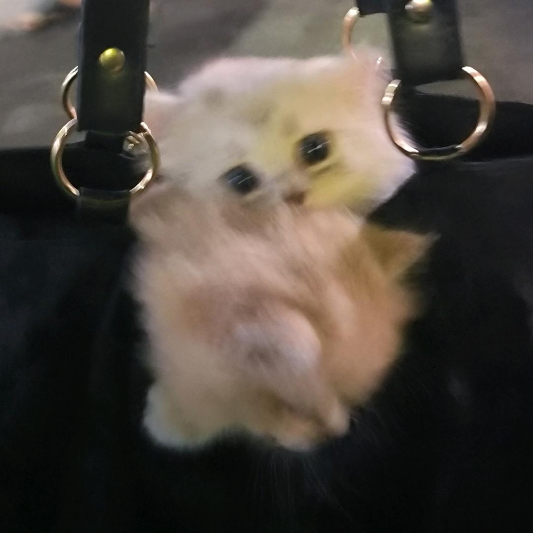 七仔大葱
