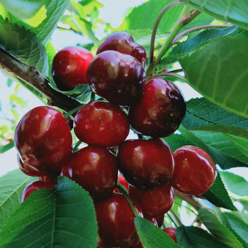 @烟台栖霞苹果🍎大樱桃🍒🍒🍒