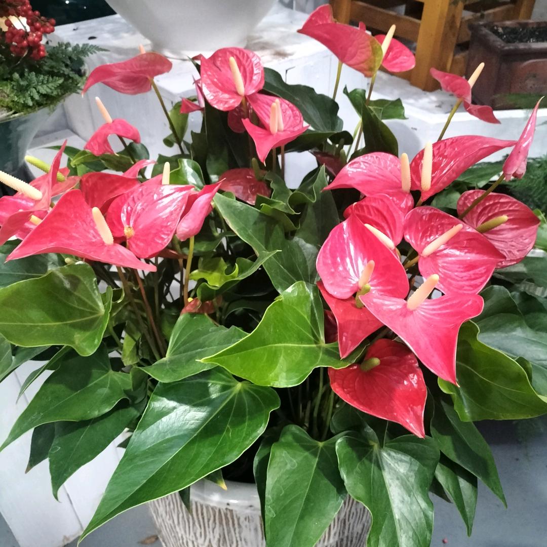 668樱花树