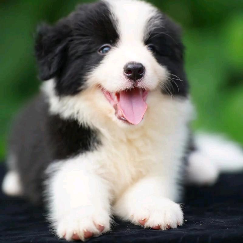 臻选精品宠物店