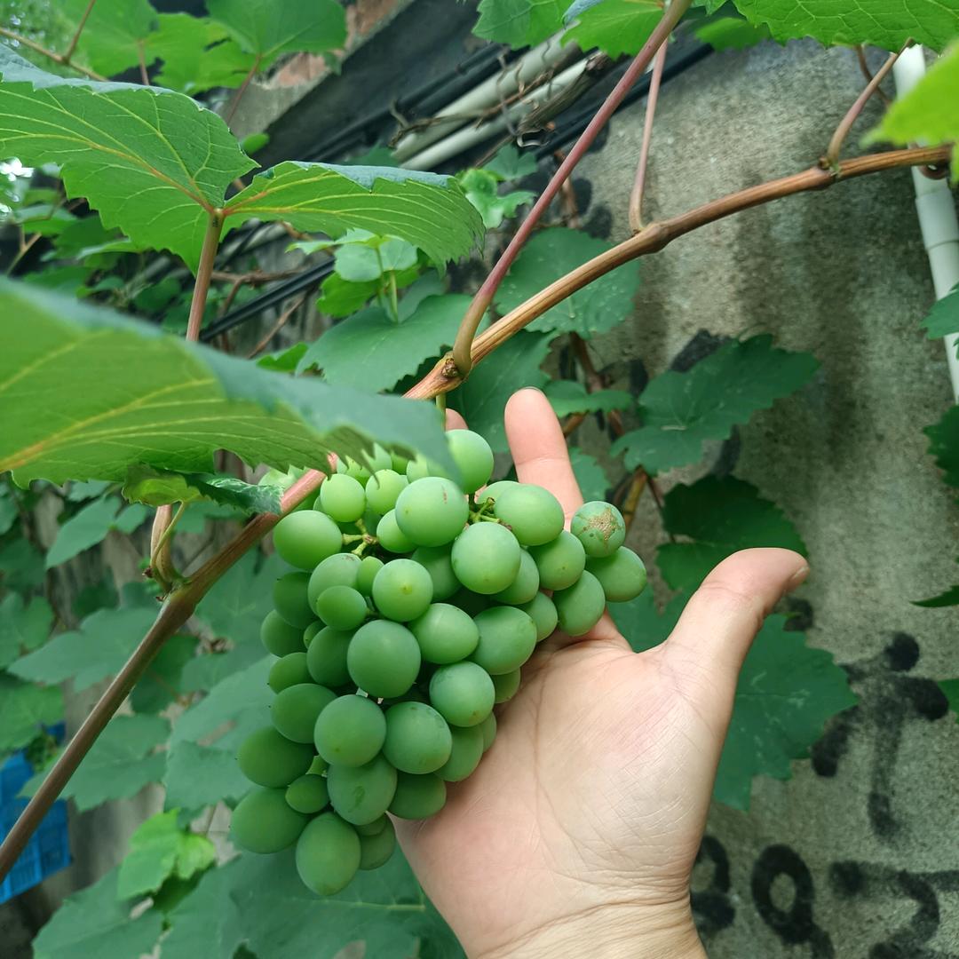 用户8137090550557