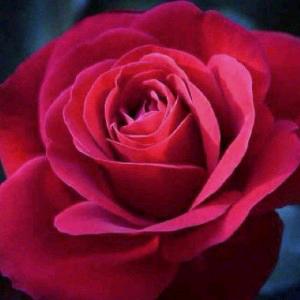 ༄༊࿆燕子ღ᭄ꦿ࿐