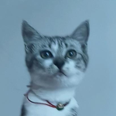 土豆