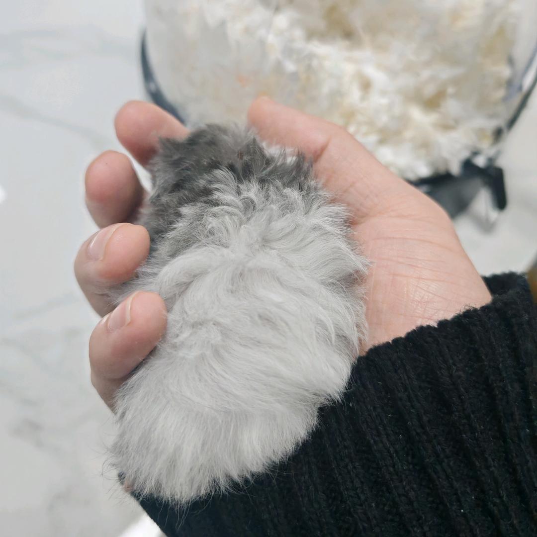 熊鼠鼠