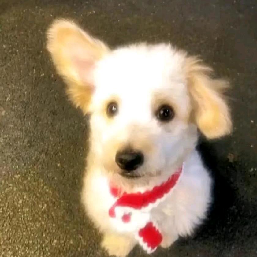 黎本噗噗酱远点