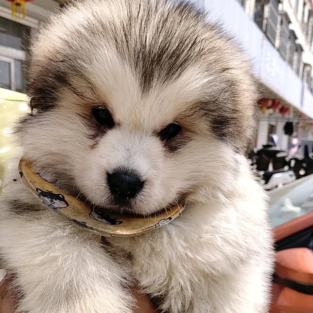 徐瓦丽