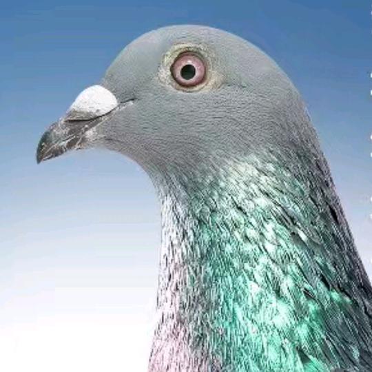 涛哥物流(赛鸽)