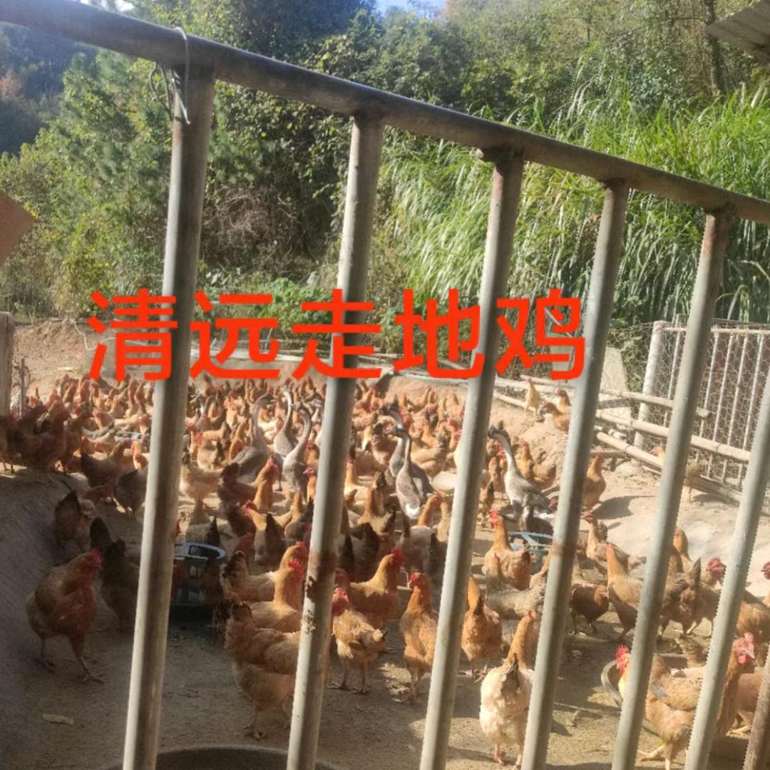 清远连州灿毅生态放养农场？