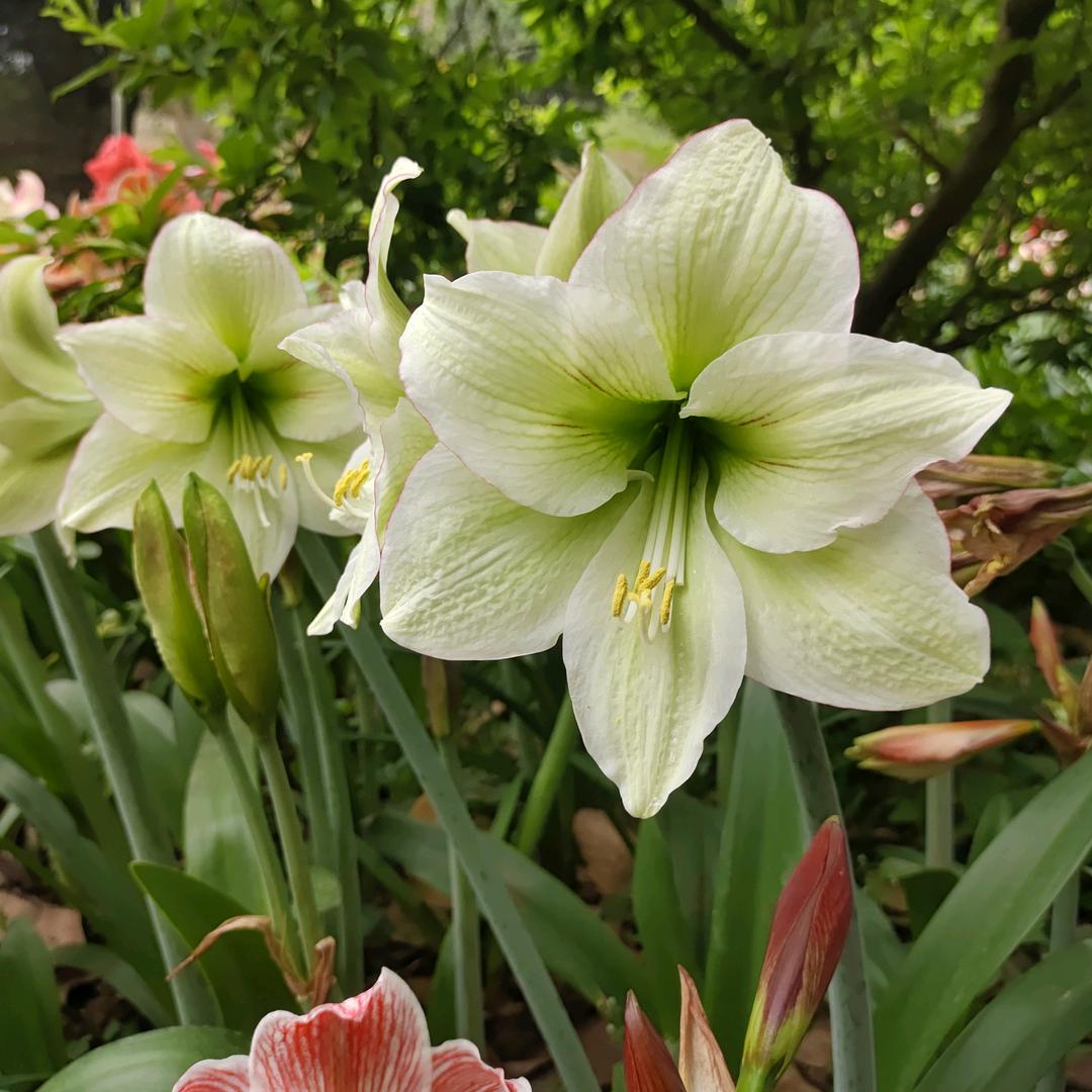 💐🏡