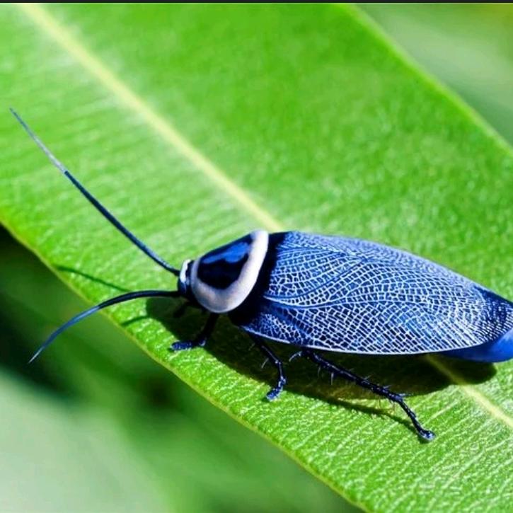 蟲蟲狂人🐛