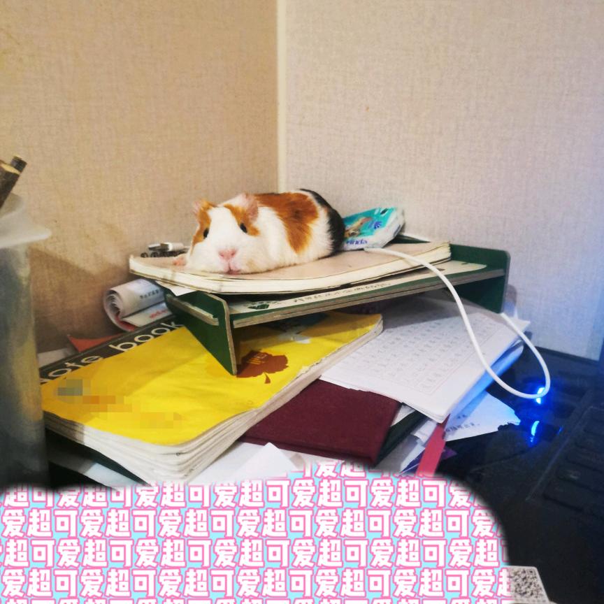 猪宝宝是一只猪宝宝