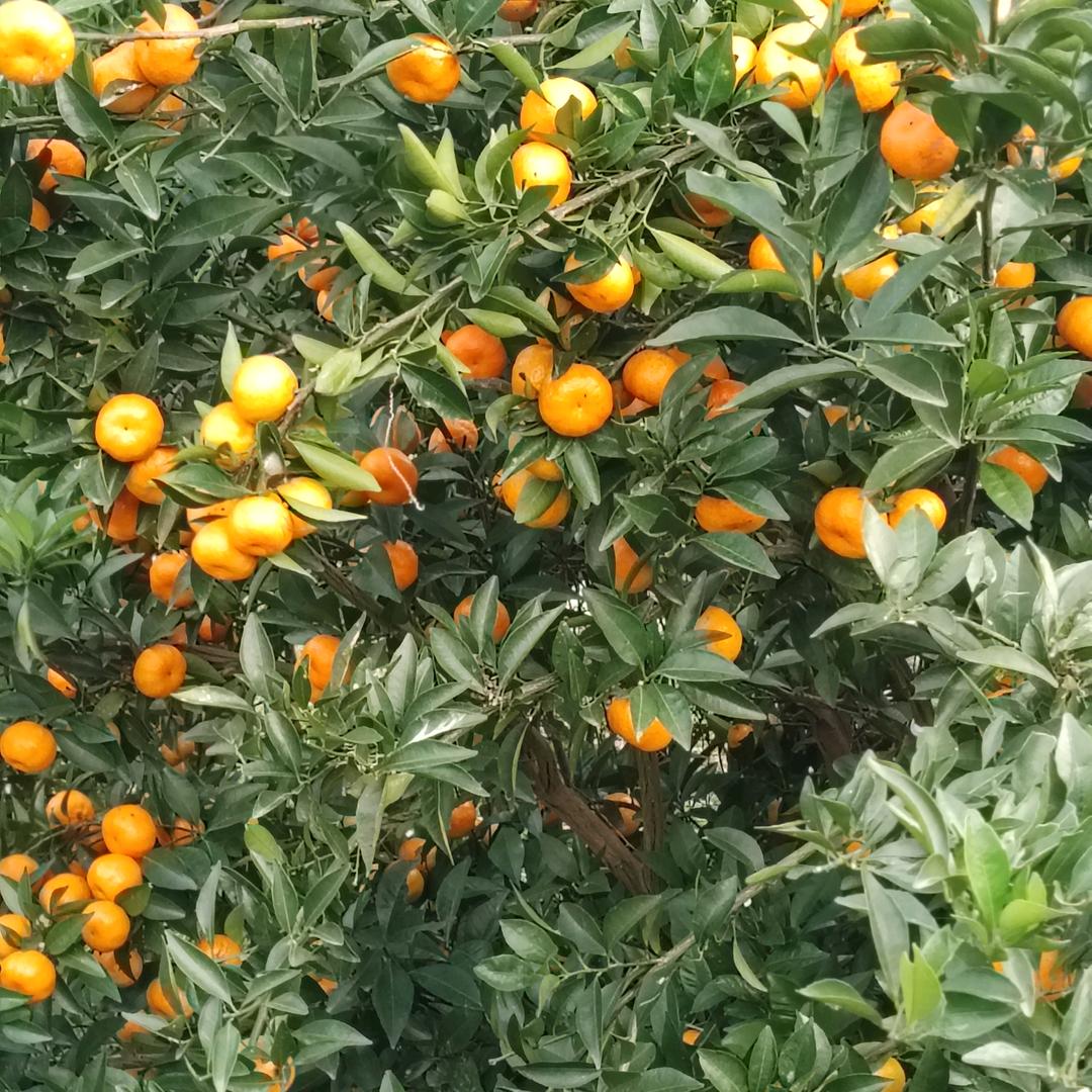 老王喜欢《听情歌》。