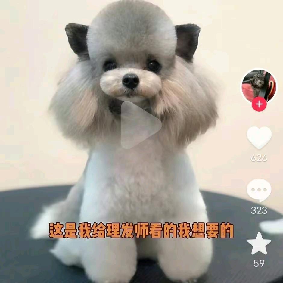 精品萌宠