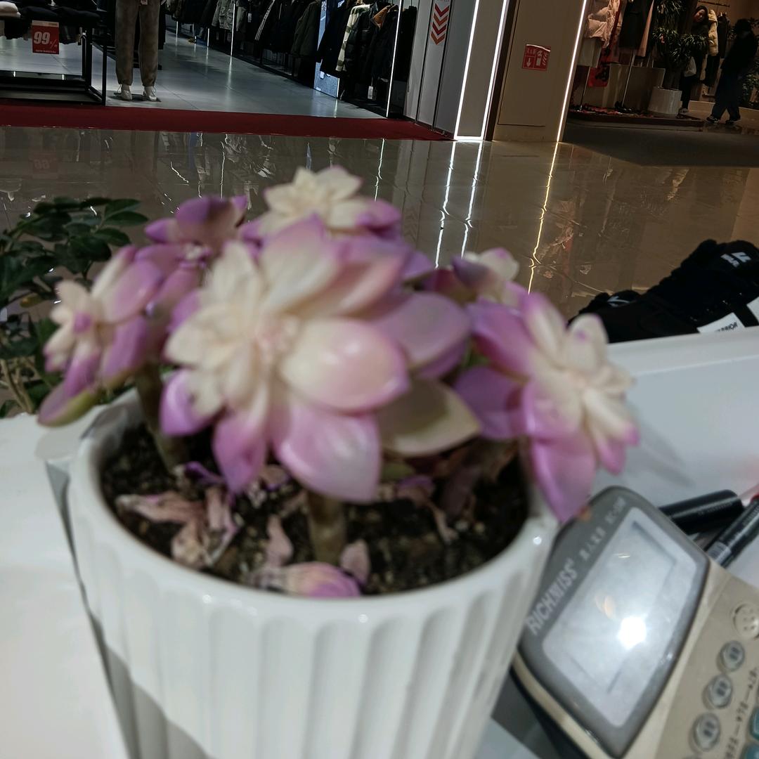 临泉宝妈