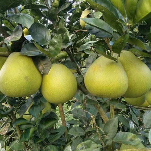 江西特产 井冈蜜柚