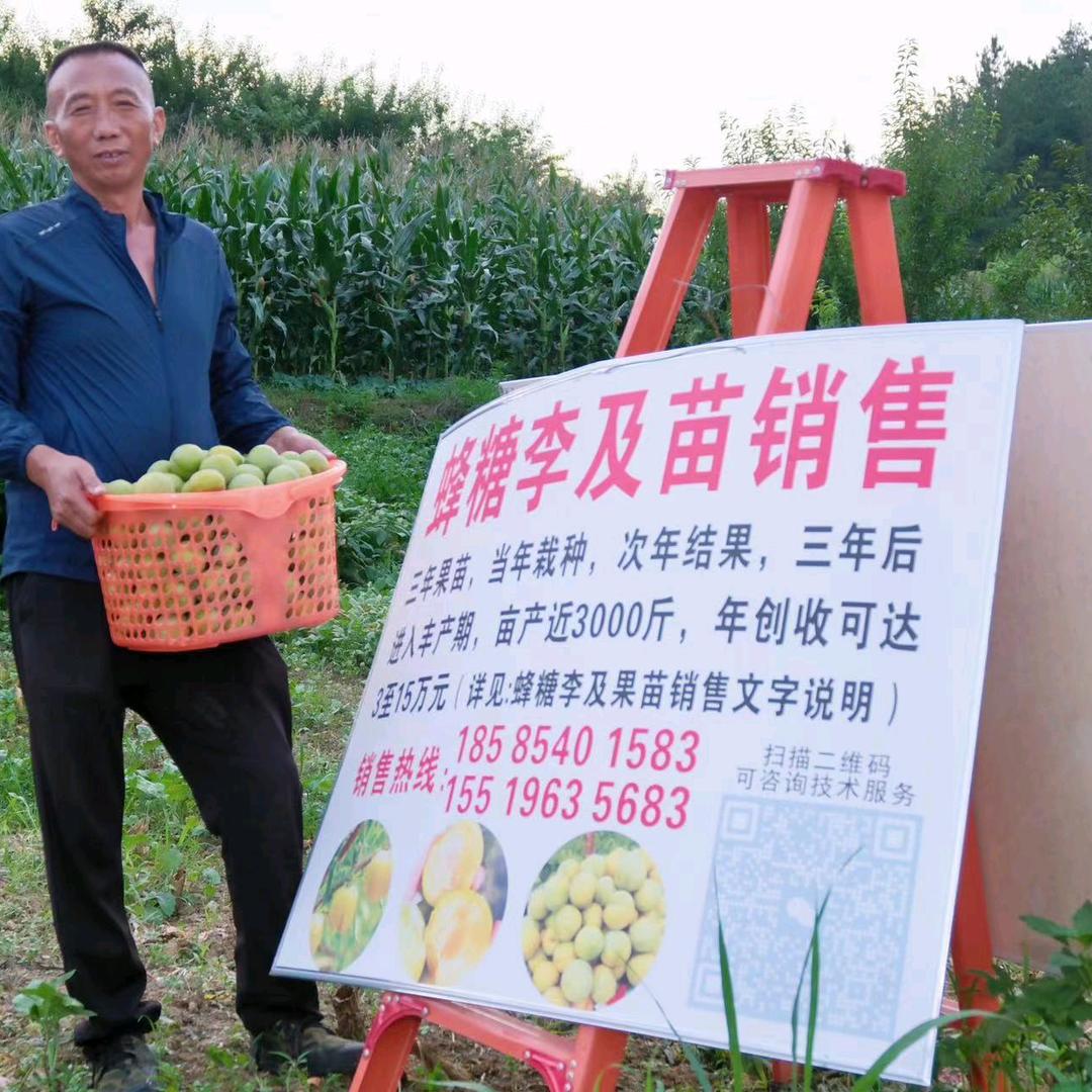 刚哥蜂糖李种植