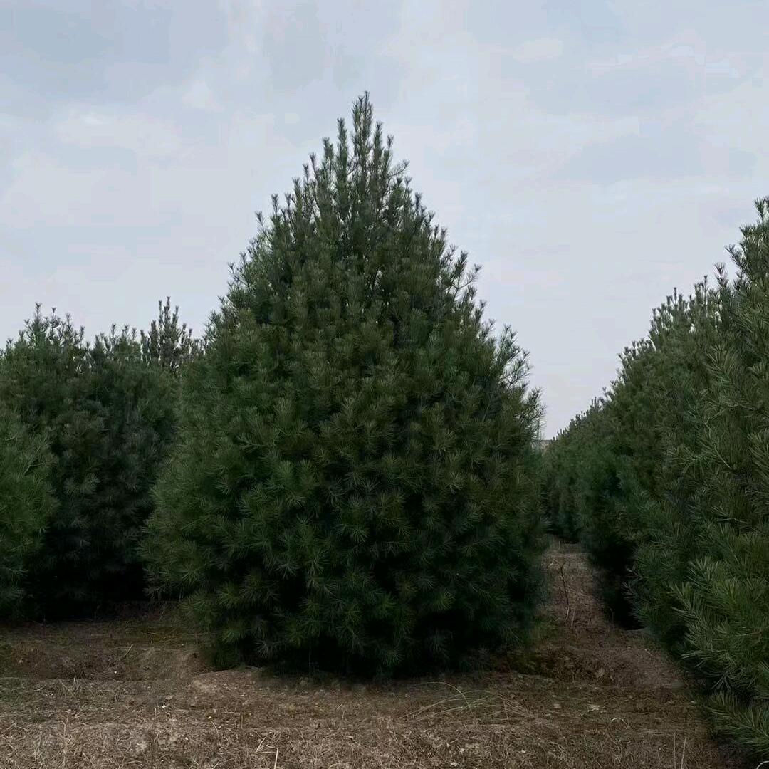 王🌴事🐯随🌻风☔