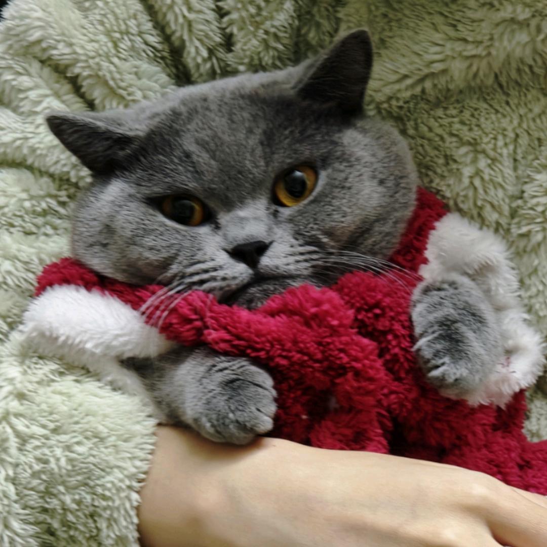 短腿肥安