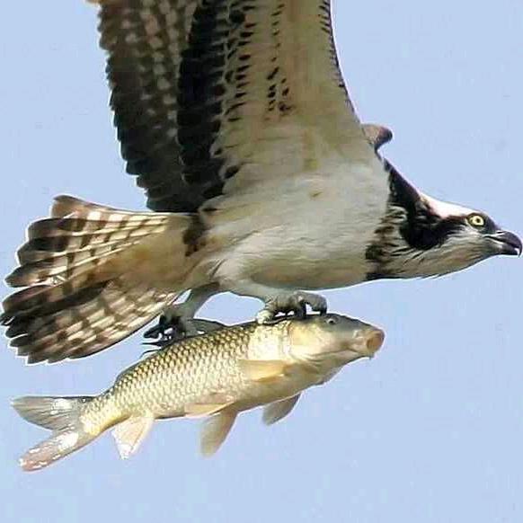 萍水湘逢