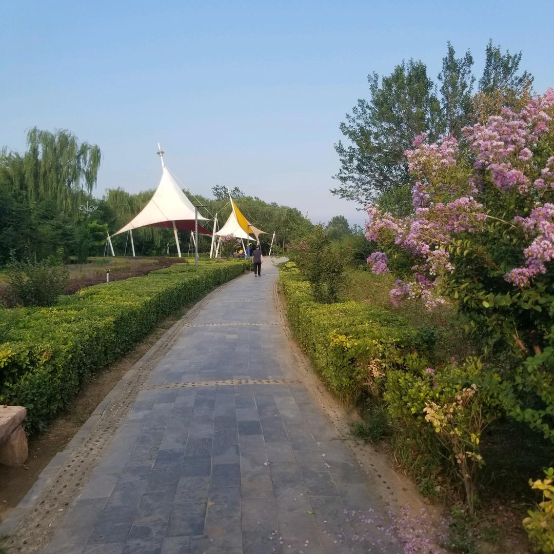 灵芝孢子粉