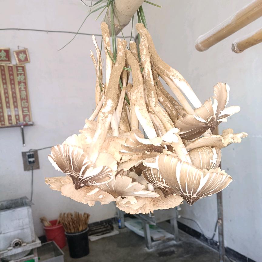 何气生财⬜️⬛️