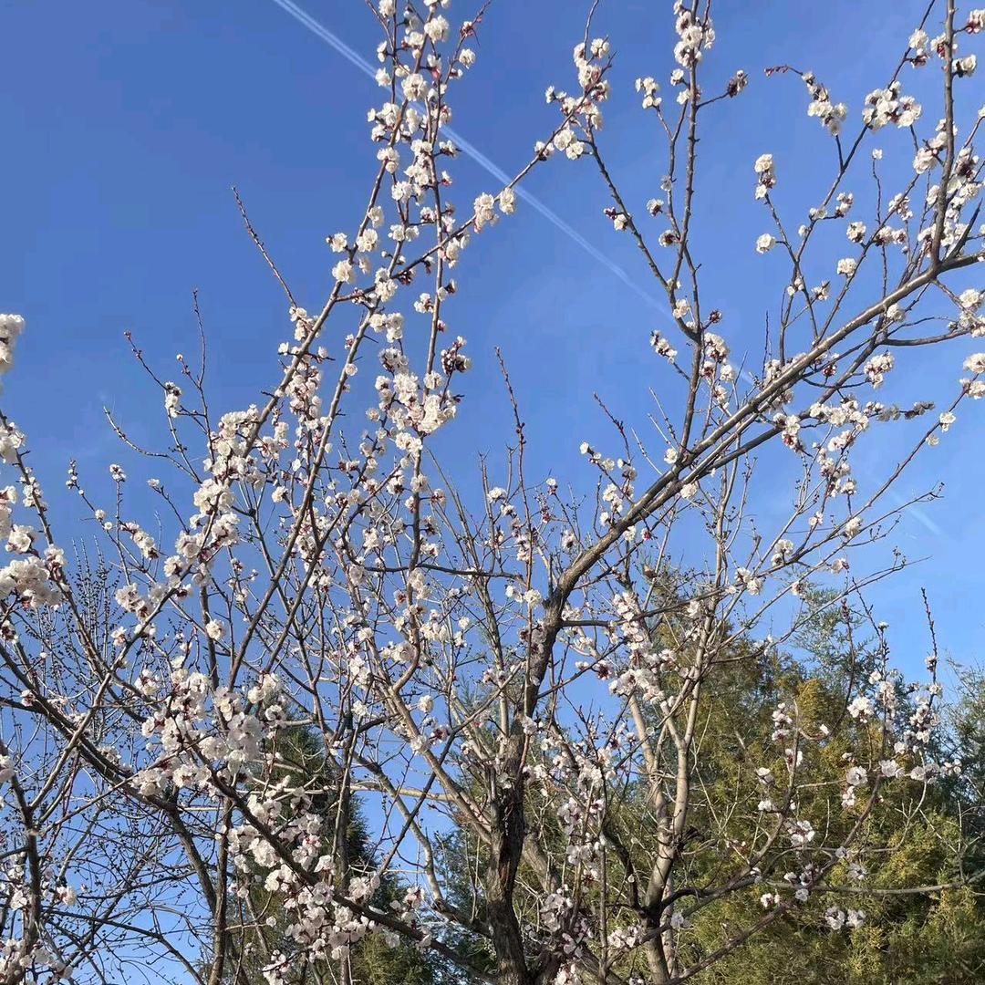 宁武马明仁花儿