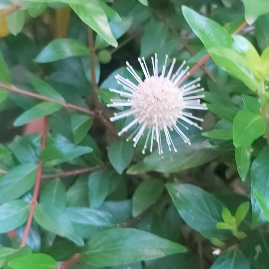 果儿