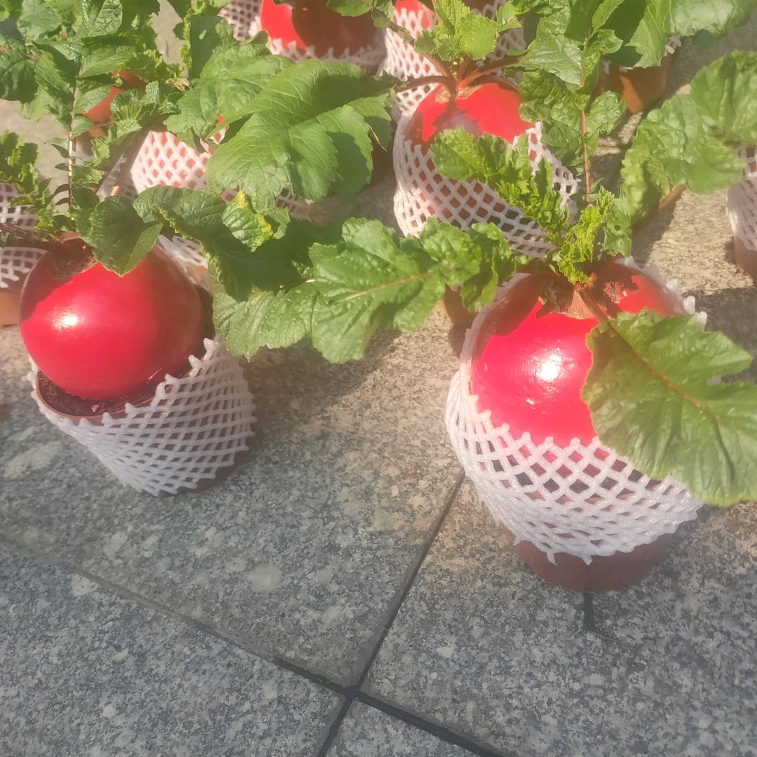 🌹🌻燕光🌸🌺🌷