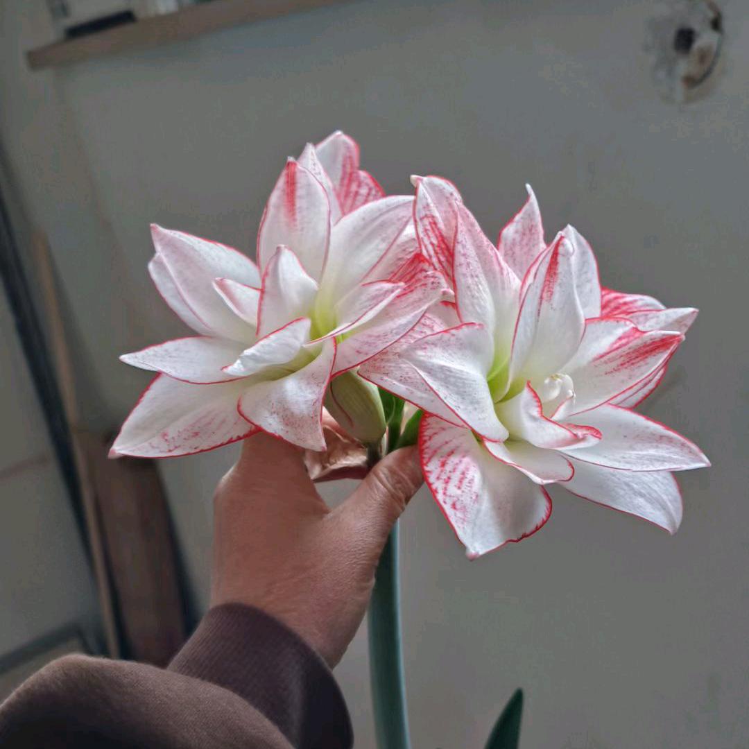 辽东花艺