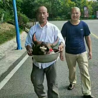 桂系后羿   佛鱼