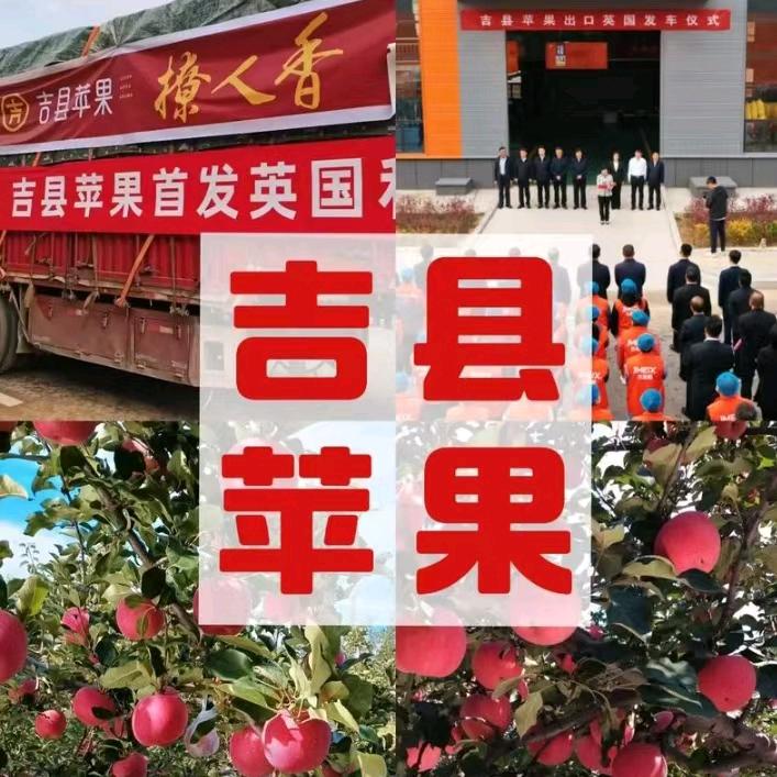 吉县苹果小张(自家种植)