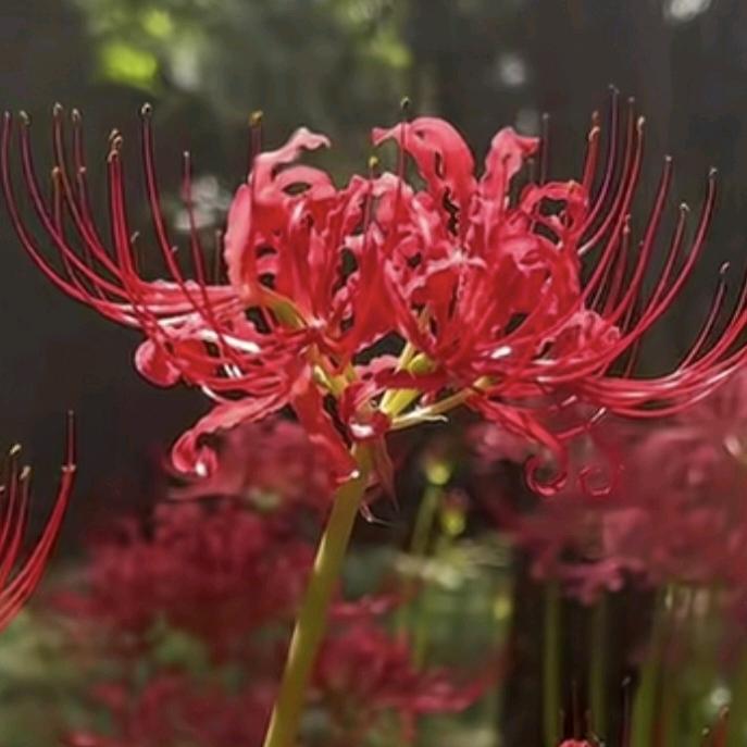 🌺彼⃠岸⃠花⃠开⃠🌺