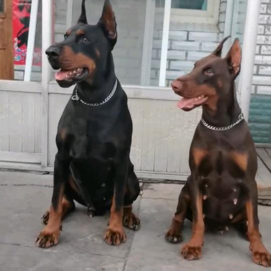 博际杜宾犬舍