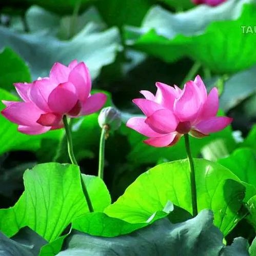 妈妈的百花茶