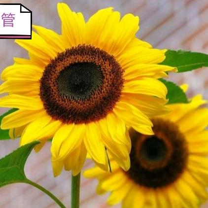 向日葵校外托管服务中心