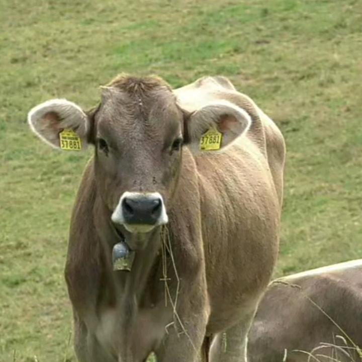 褐牛🇨🇳🐃｜⃢👁︵👁⃢ |