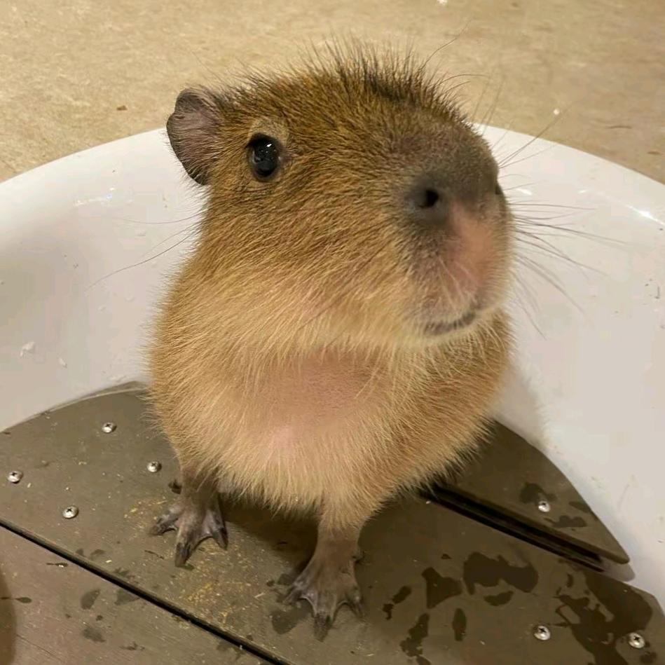 Capybara