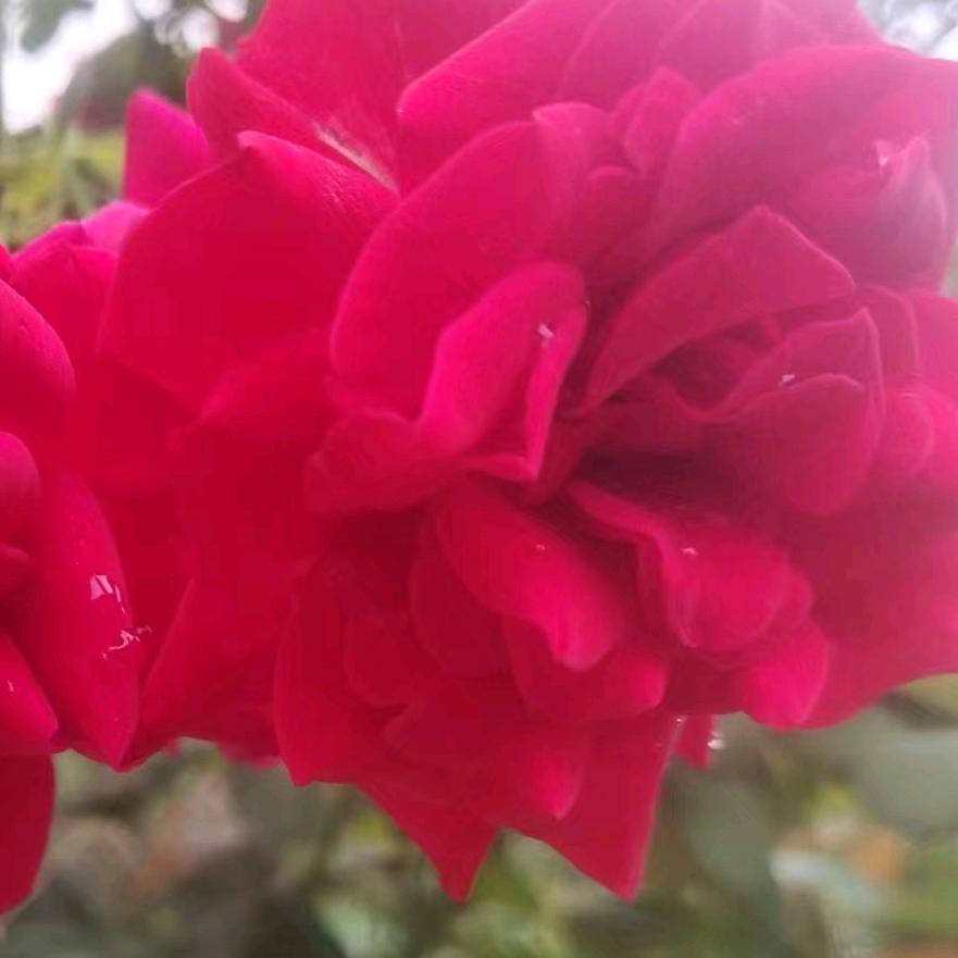 心想事成🌸🌺🌻