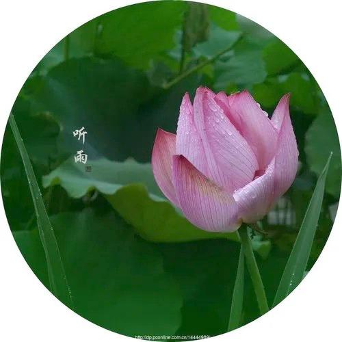 听雨127