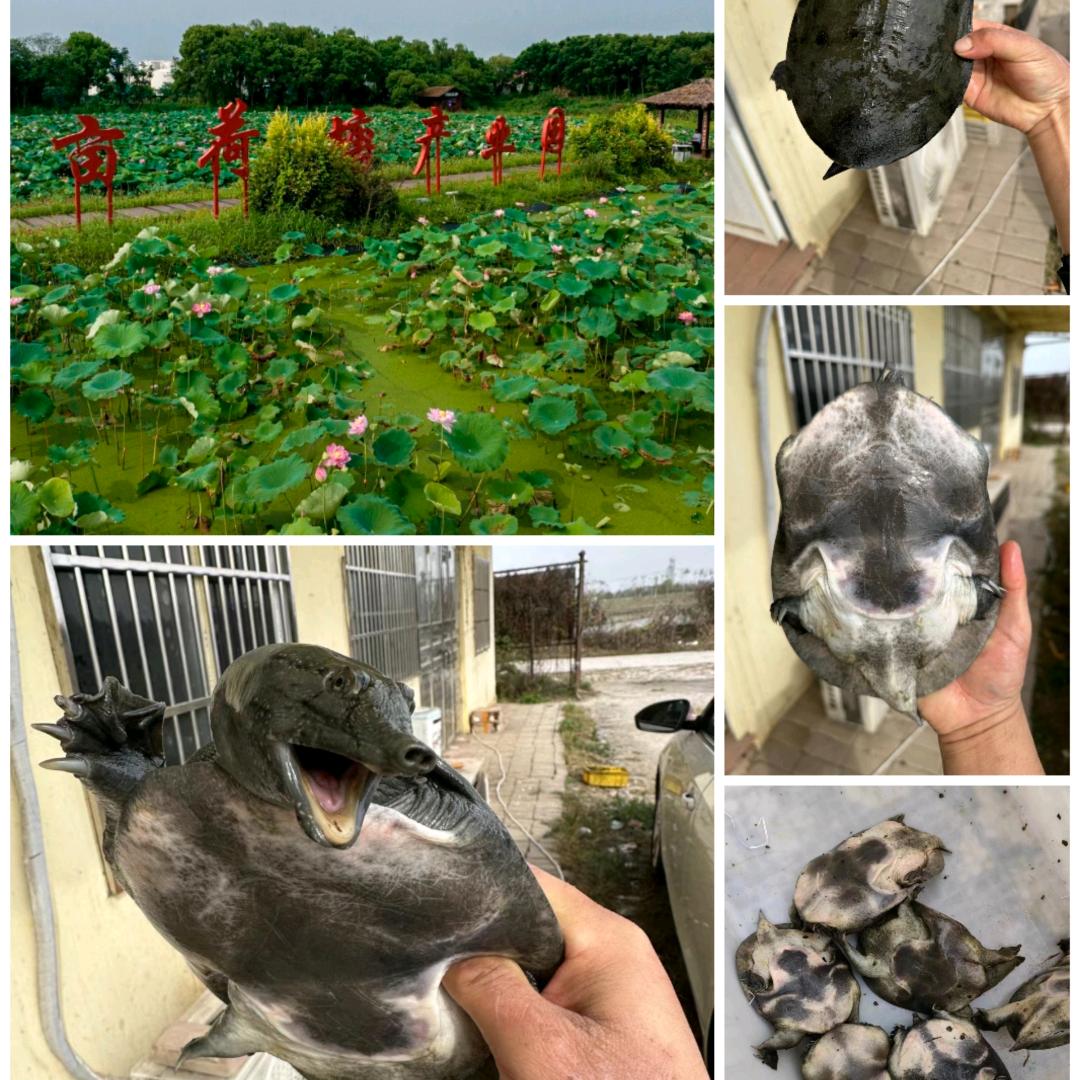 请叫我胡书记（小号）