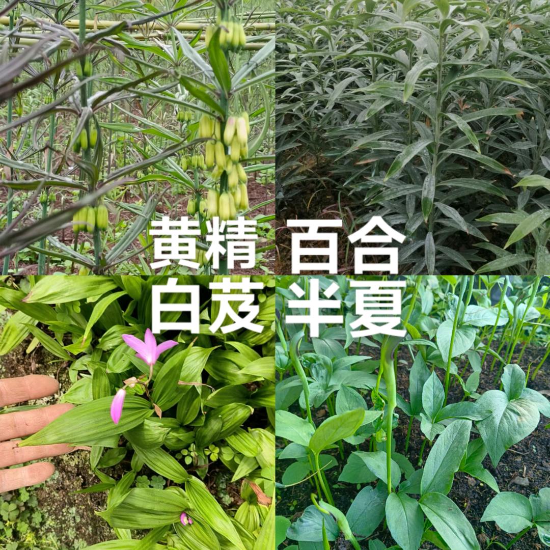 黔药匠