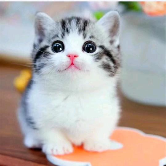 小花猫🐱🐱🐱