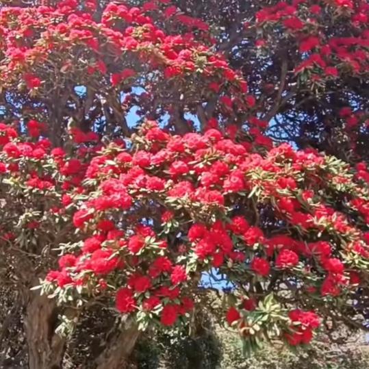 清雅花间花卉园艺