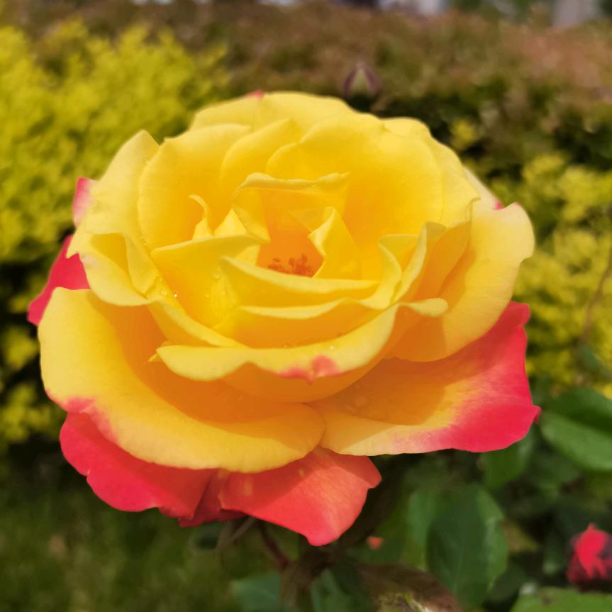 @木子