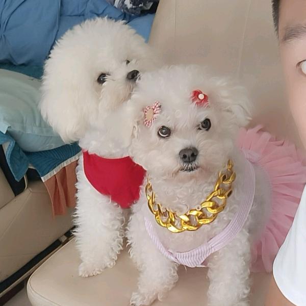 胖点点，瘦花花