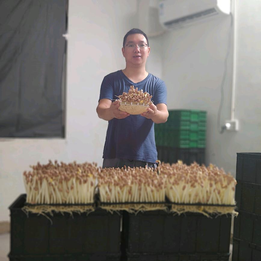柳州鹿寨芽苗菜