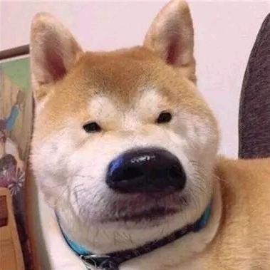 《不吃鱼的猫》